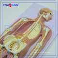 PNT-0439 Advanced anatomical medical Human Nervous System model